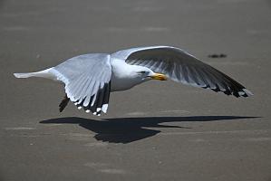 Gull, Herring, 2025-05037346 Parker River NWR, MA